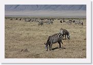 07IntoNgorongoro - 050 * Burchell's Zebra.